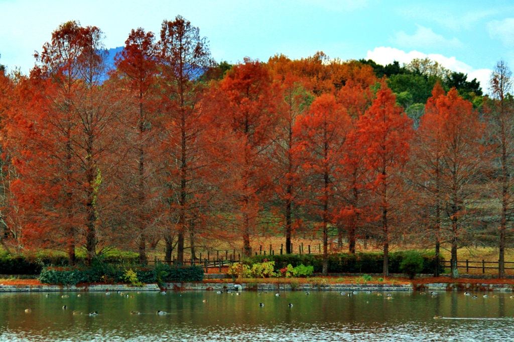 水辺と紅葉