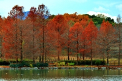 水辺と紅葉