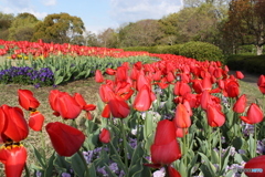チュリップ園２
