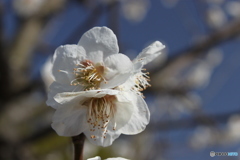 真っ白の梅