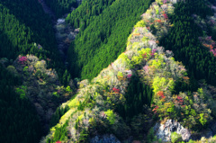 上北村の桜