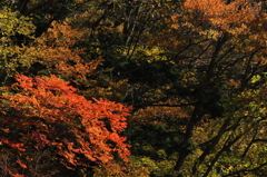 大台ケ原で