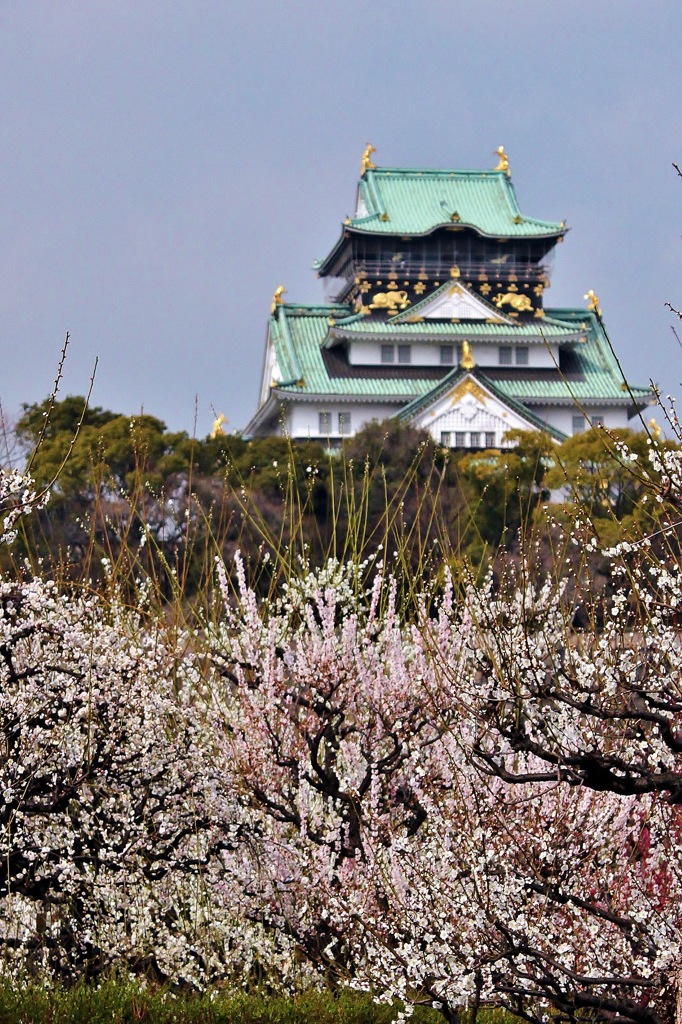 大阪城の梅林　1