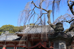 しざれ桜