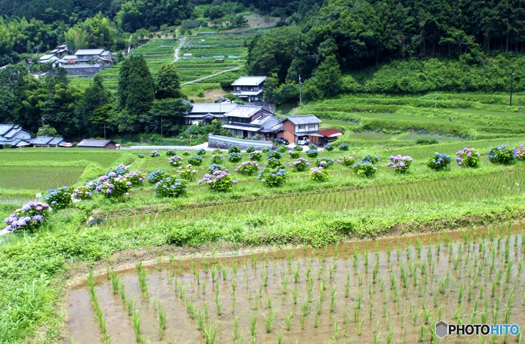 明日香村