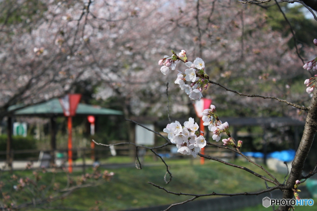 お花見2