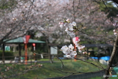 お花見2