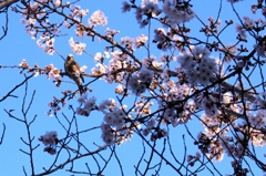 小鳥に桜