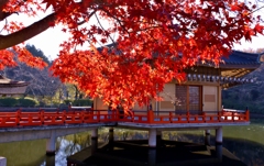 安部文殊院の紅葉