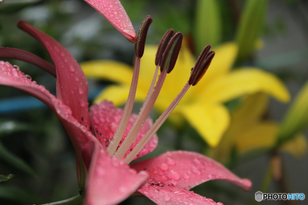 ユリの花