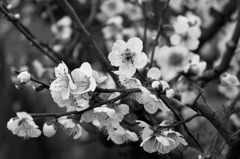 梅の花　白黒で