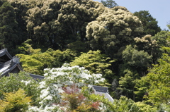 おおてまり