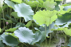 はす