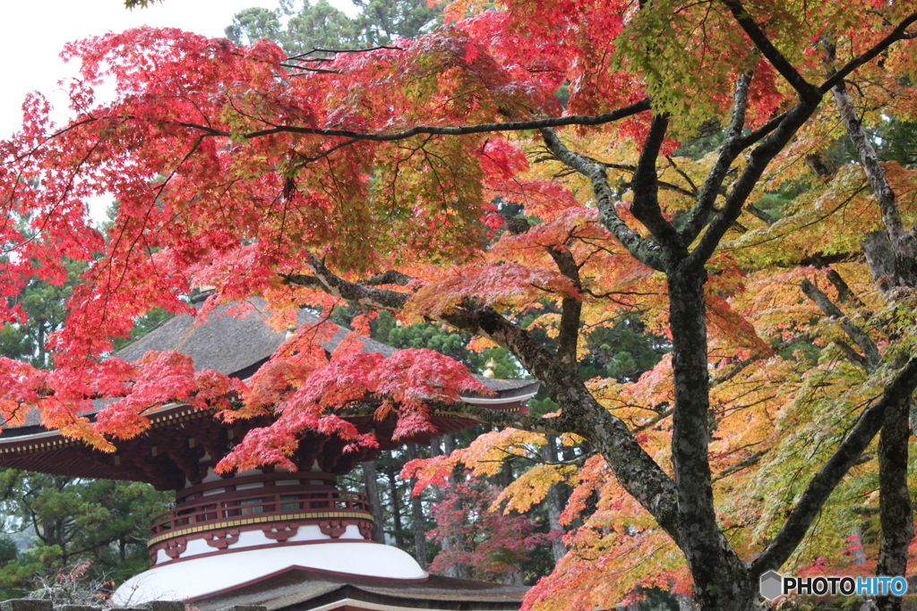 高野山の紅葉