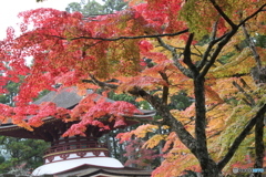 高野山の紅葉
