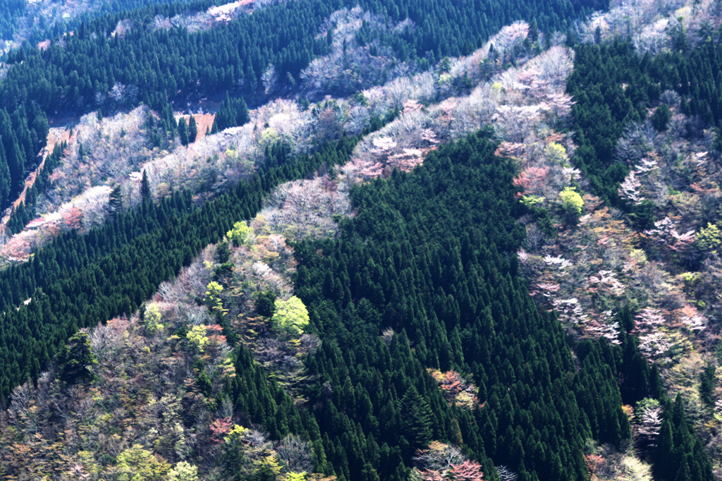 奈良県上北村にて