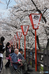花見見物3
