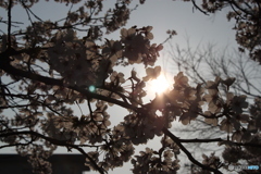 朝日さす