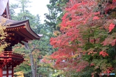 紅葉　1