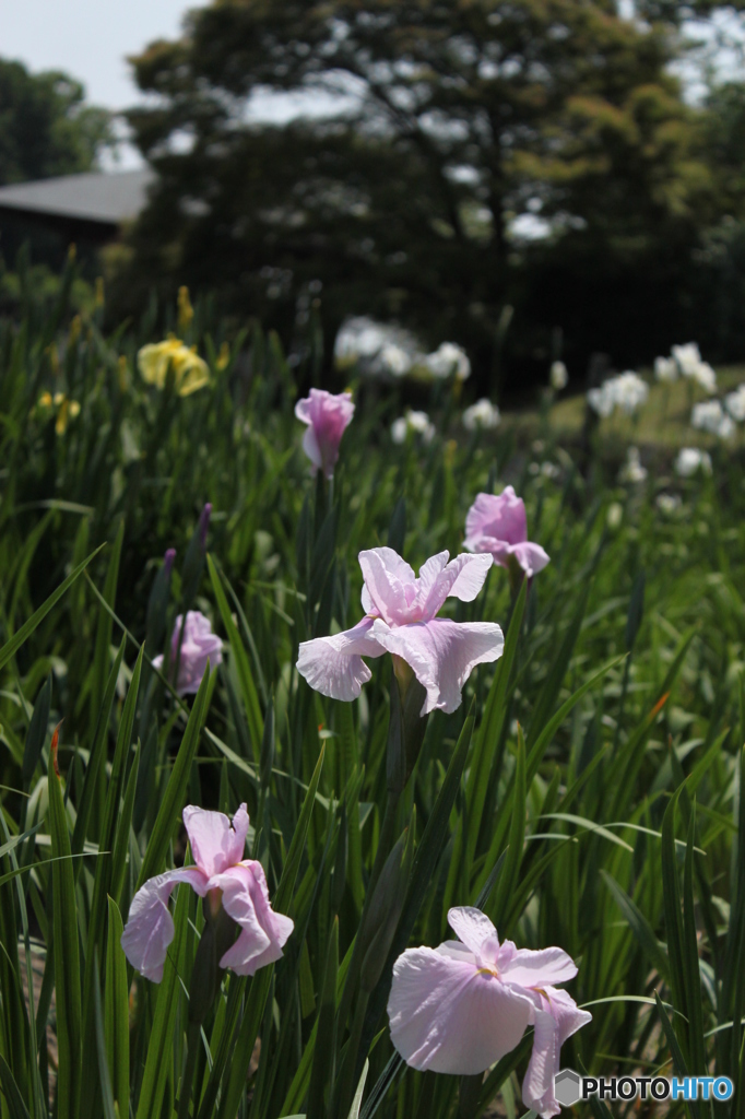 花しょぶ