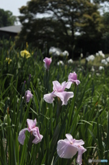花しょぶ
