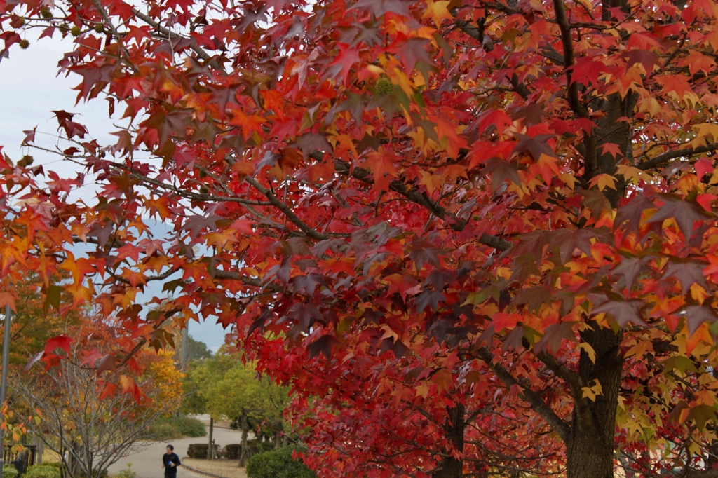 紅葉　2