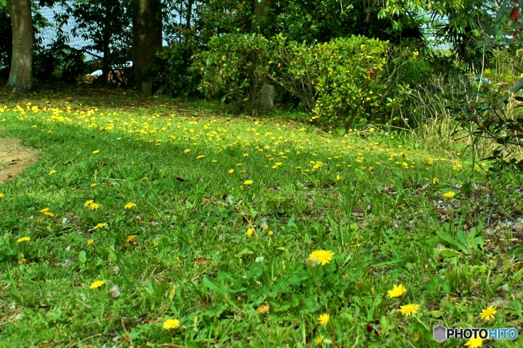 タンポポの群生
