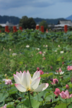 はす5