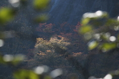 朝日の中の紅葉。上北村で