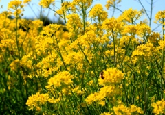 なの花
