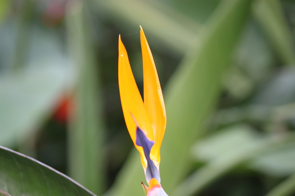 花畑け４