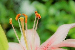 花粉が飛びそう