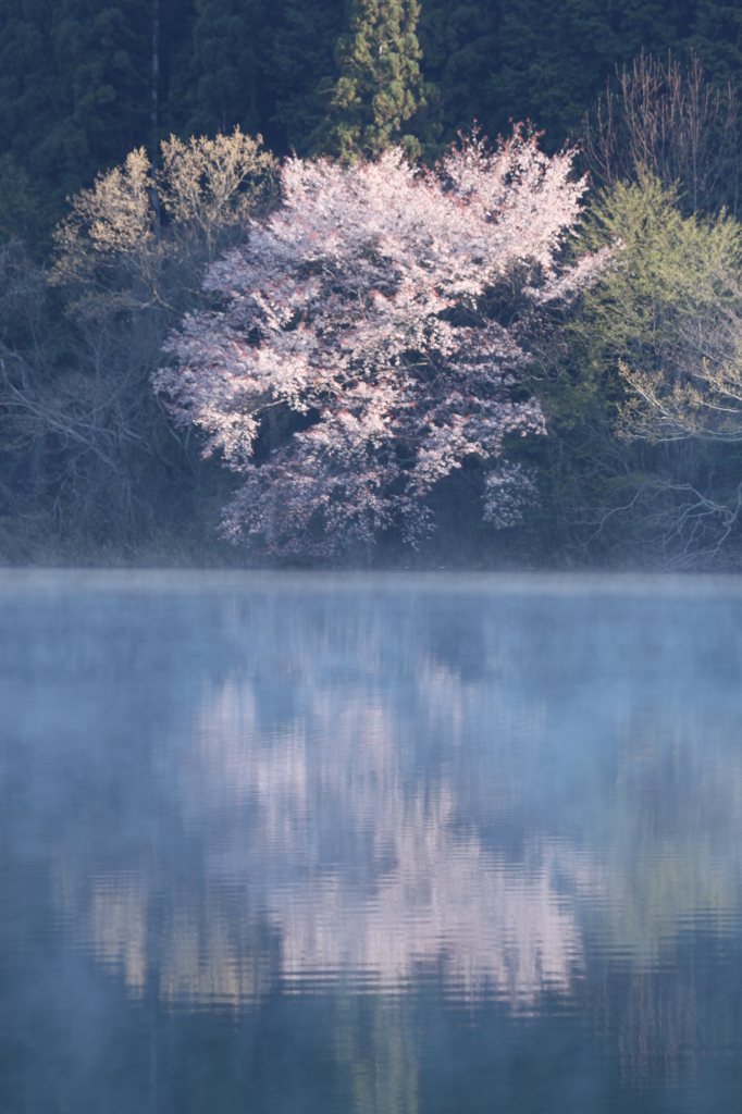 霧に浮かぶ桜　1