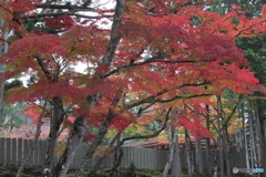 赤艶やか