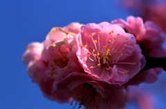 梅の花　2