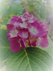 紫陽花2
