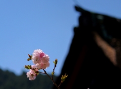 桜いちりん