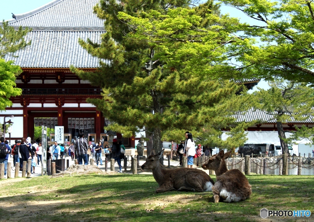 奈良東大寺