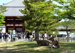 奈良東大寺