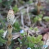 つくし