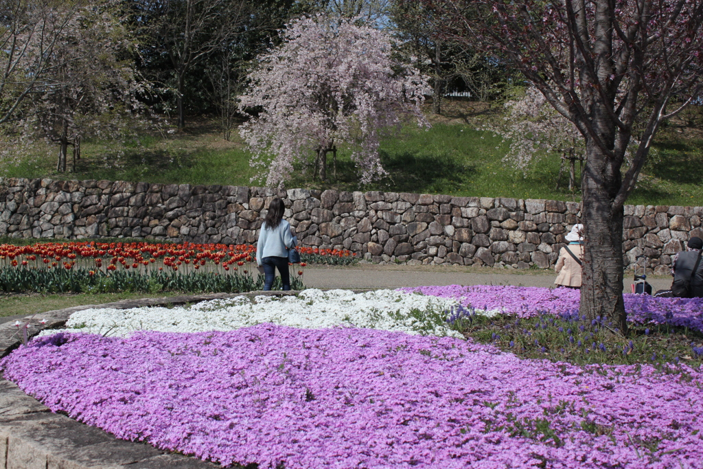 芝桜3