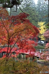 紅葉　2