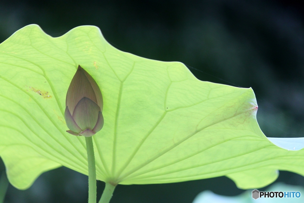 ハスの花2