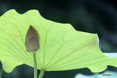 ハスの花2