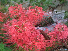 彼岸花3