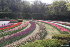 チュリップ園６