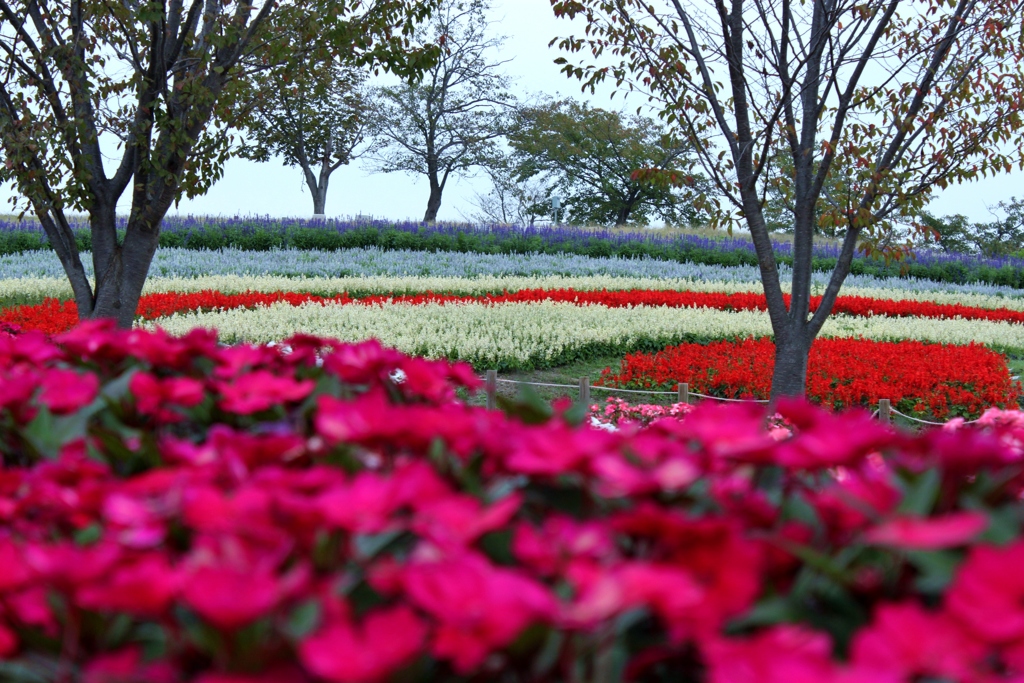 紅色がいっしょく