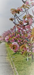 八重桜1