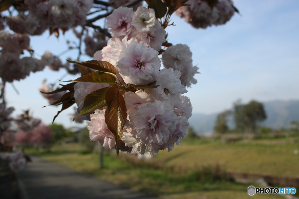 八重桜1