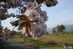 八重桜1